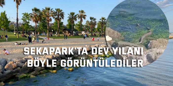Sekapark'ta dev yılanı böyle görüntülediler