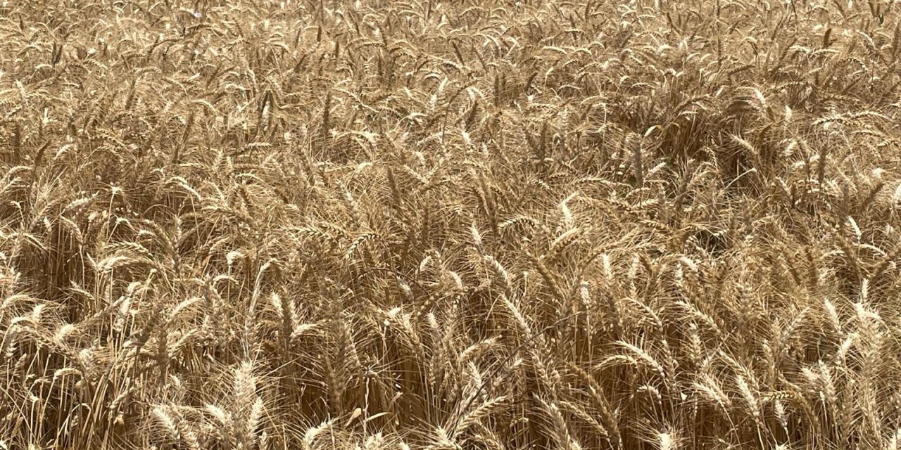 Makarnalık buğdayın tonu 2 bin 760 lira arttı