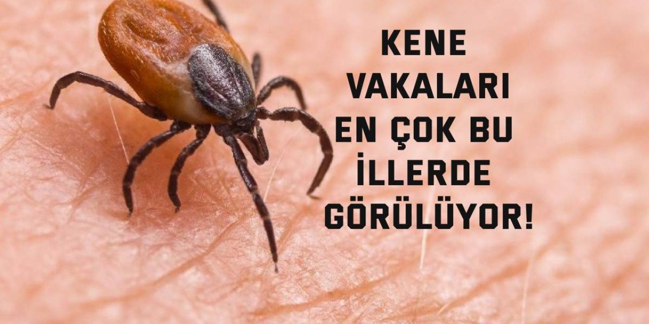 Kene vakaları en çok bu illerde görülüyor!