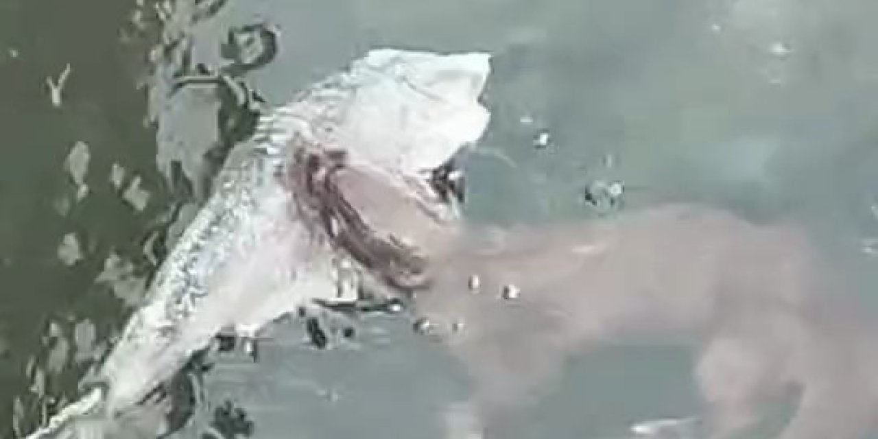 Su samurları Marmara’da görüntülendi!