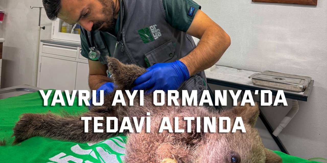 Yavru ayı Ormanya’da tedavi altında