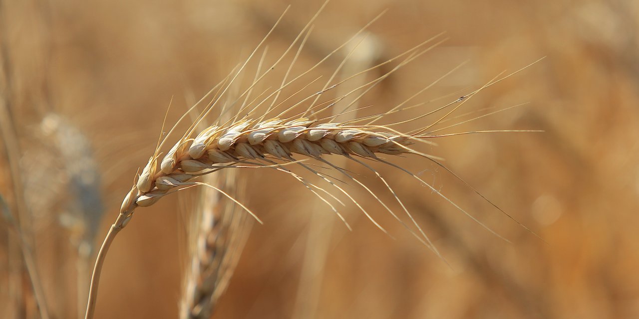 Ekmekçiler makarnacılara göre karlı bir hafta geçirdi
