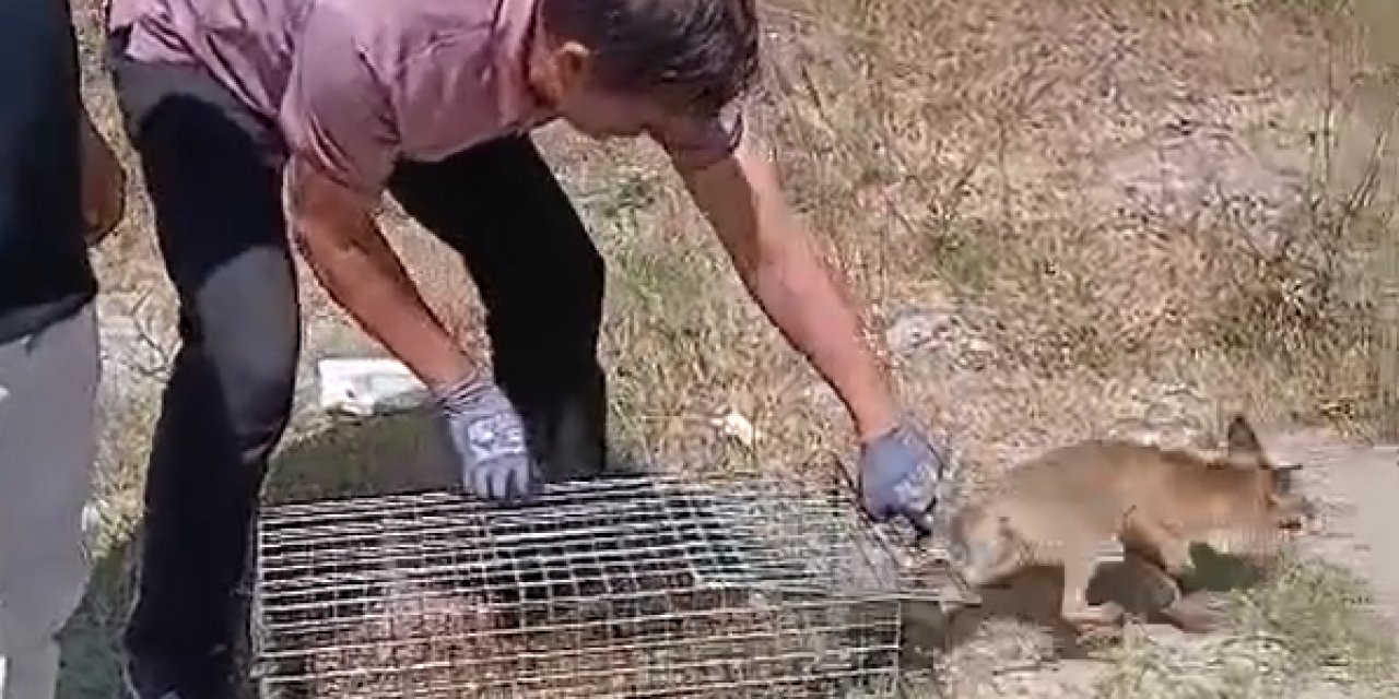 Şehre inen tilki yakalanarak doğaya bırakıldı