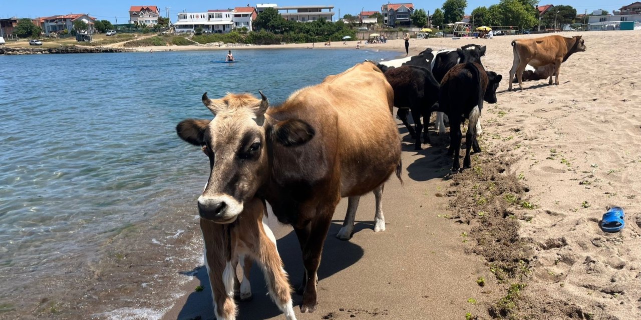 Kocaeli sahillerinde ineklerin deniz keyfi