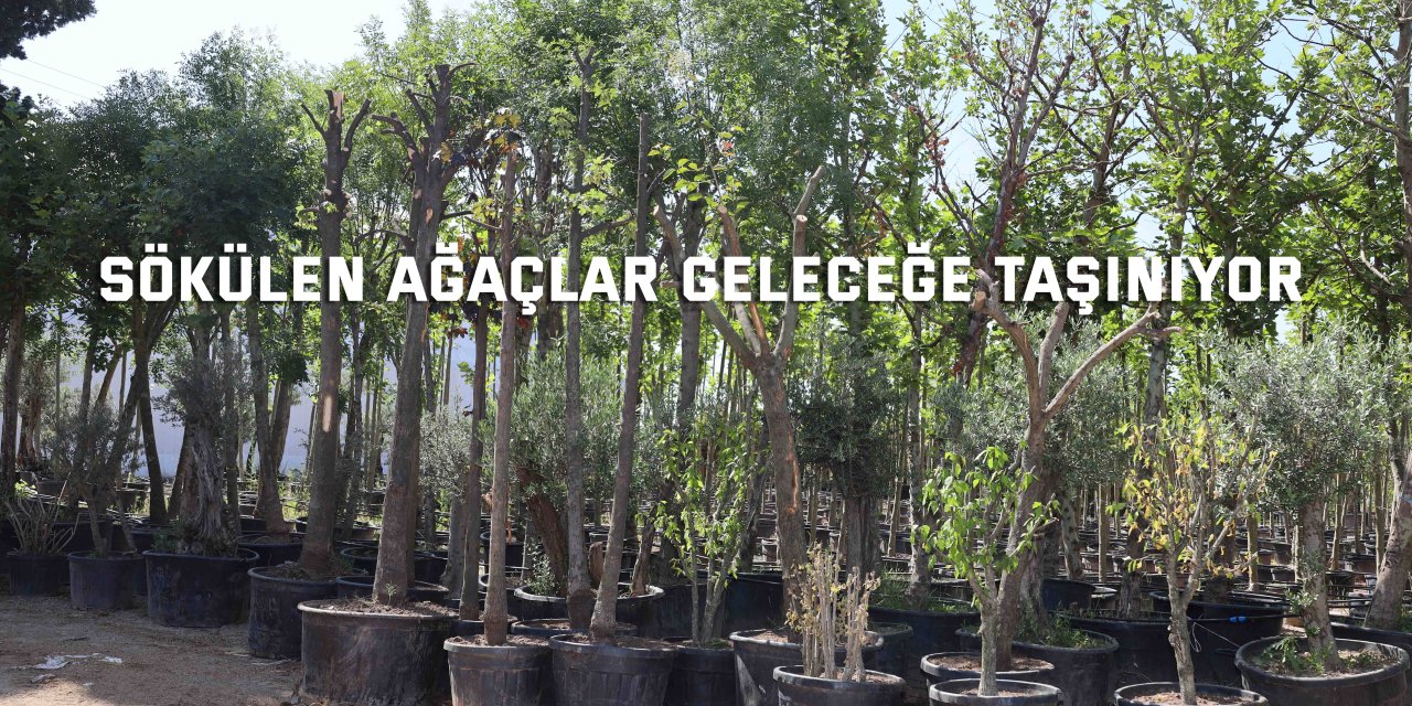 Sökülen ağaçlar geleceğe taşınıyor