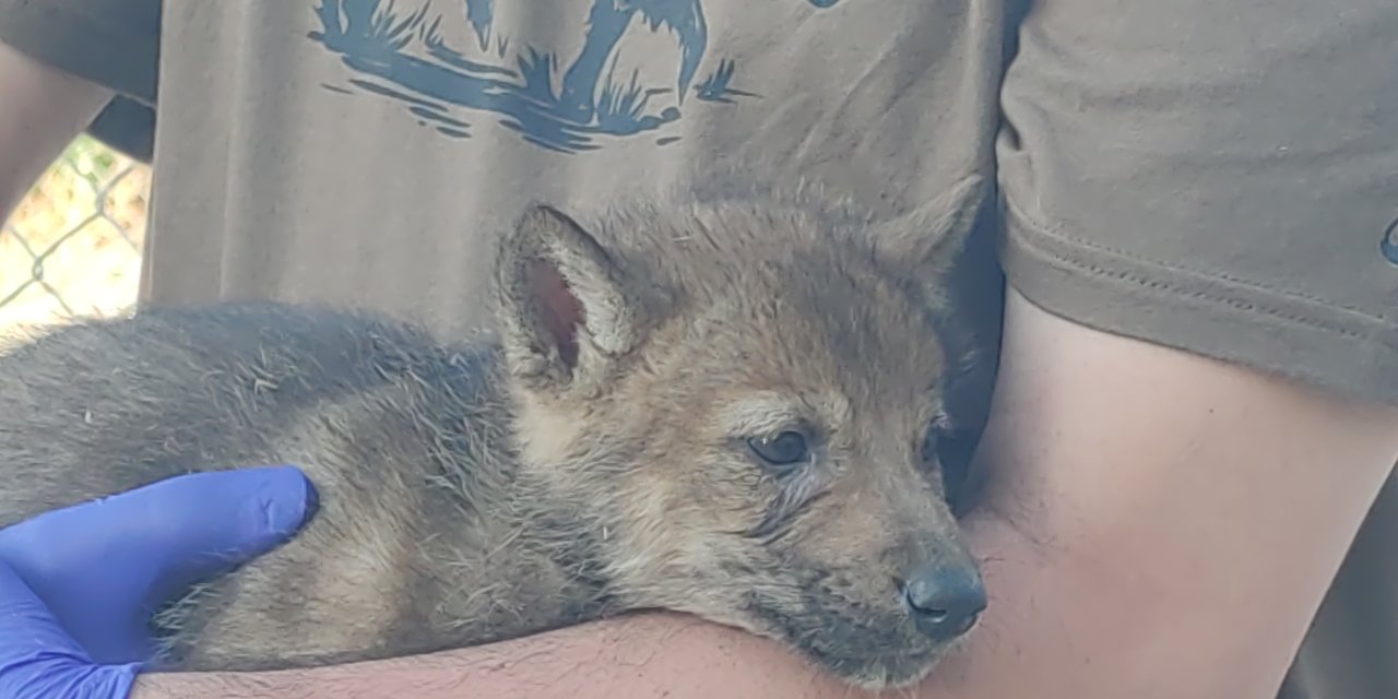 Kurtlar ve köpeklerin akrabalığı araştırılıyor
