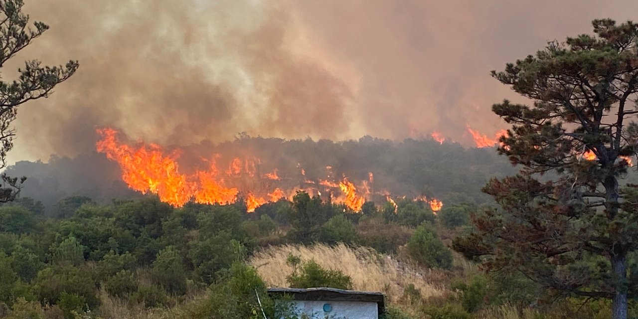 Kocaeli'de orman yangını çıktı