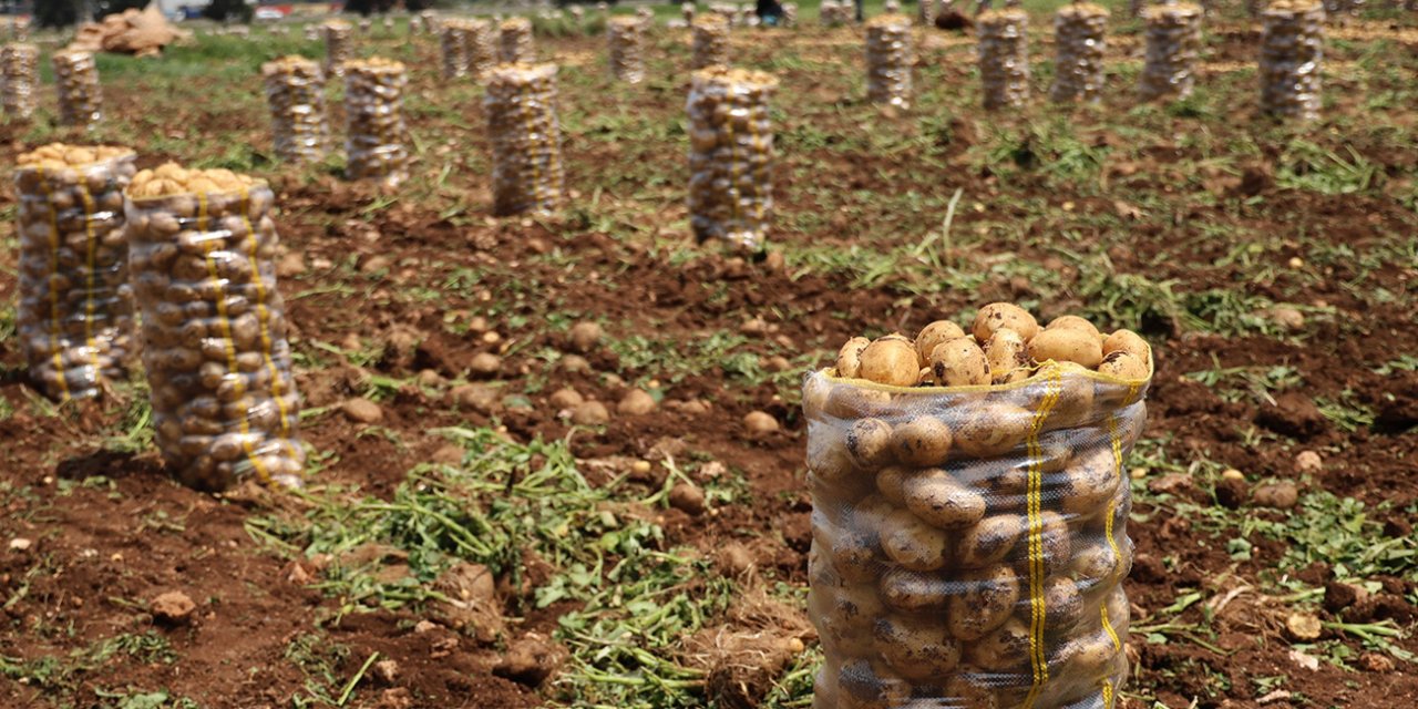 Haziran’da en fazla ucuzlayan ise patates oldu