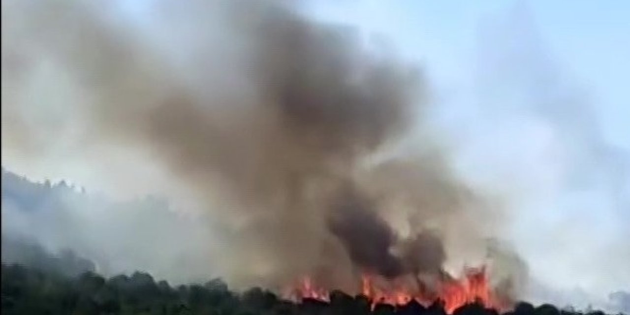 Kocaeli'de orman yangını çıktı