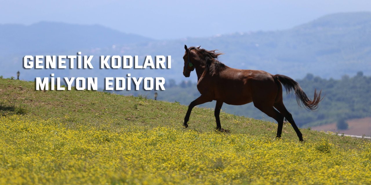 Genetik kodları milyon ediyor