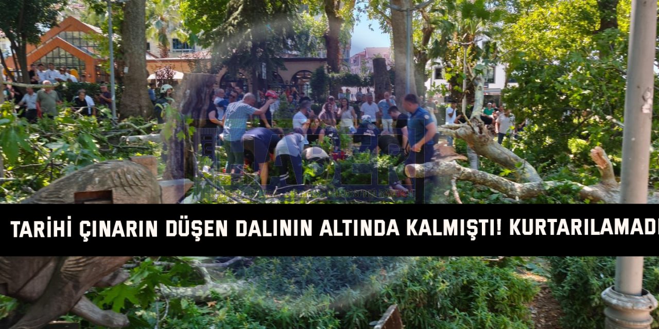 Tarihi çınarın düşen dalının altında kalmıştı! Kurtarılamadı
