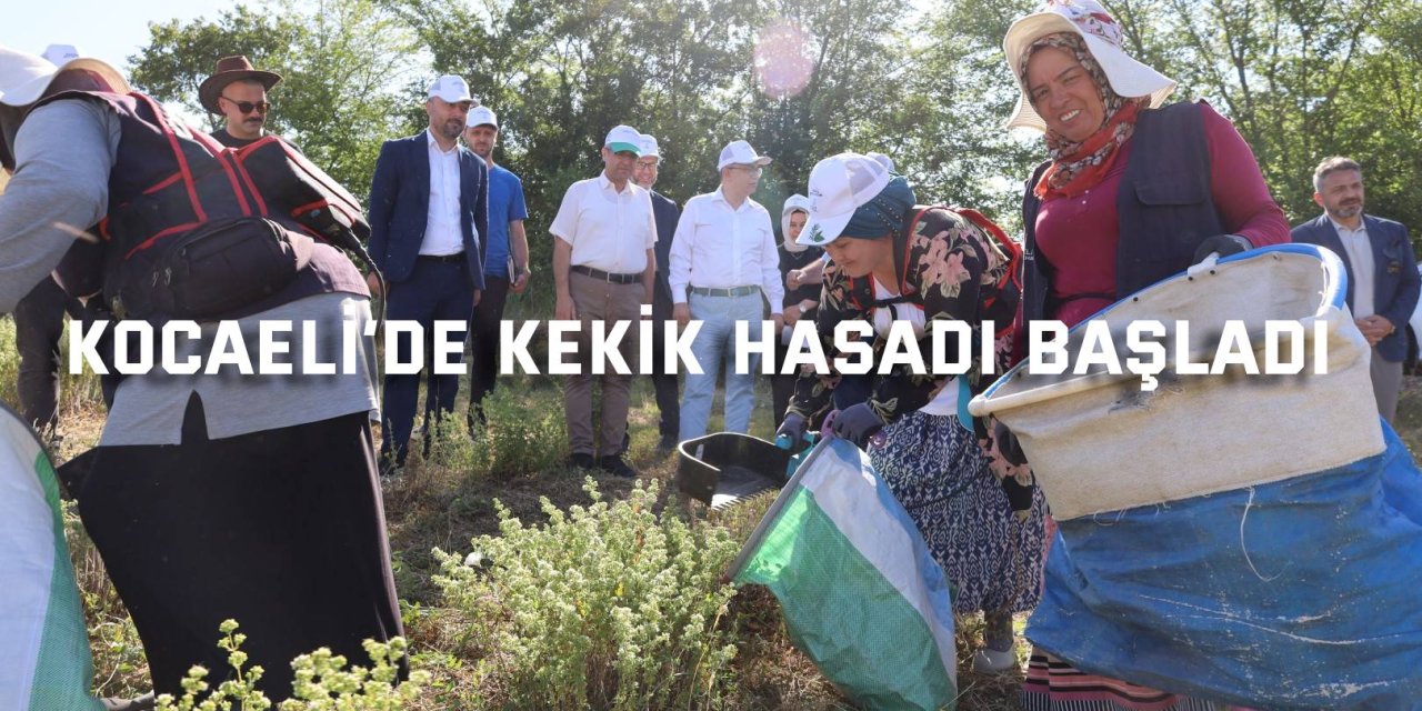 Kocaeli’de kekik hasadı başladı