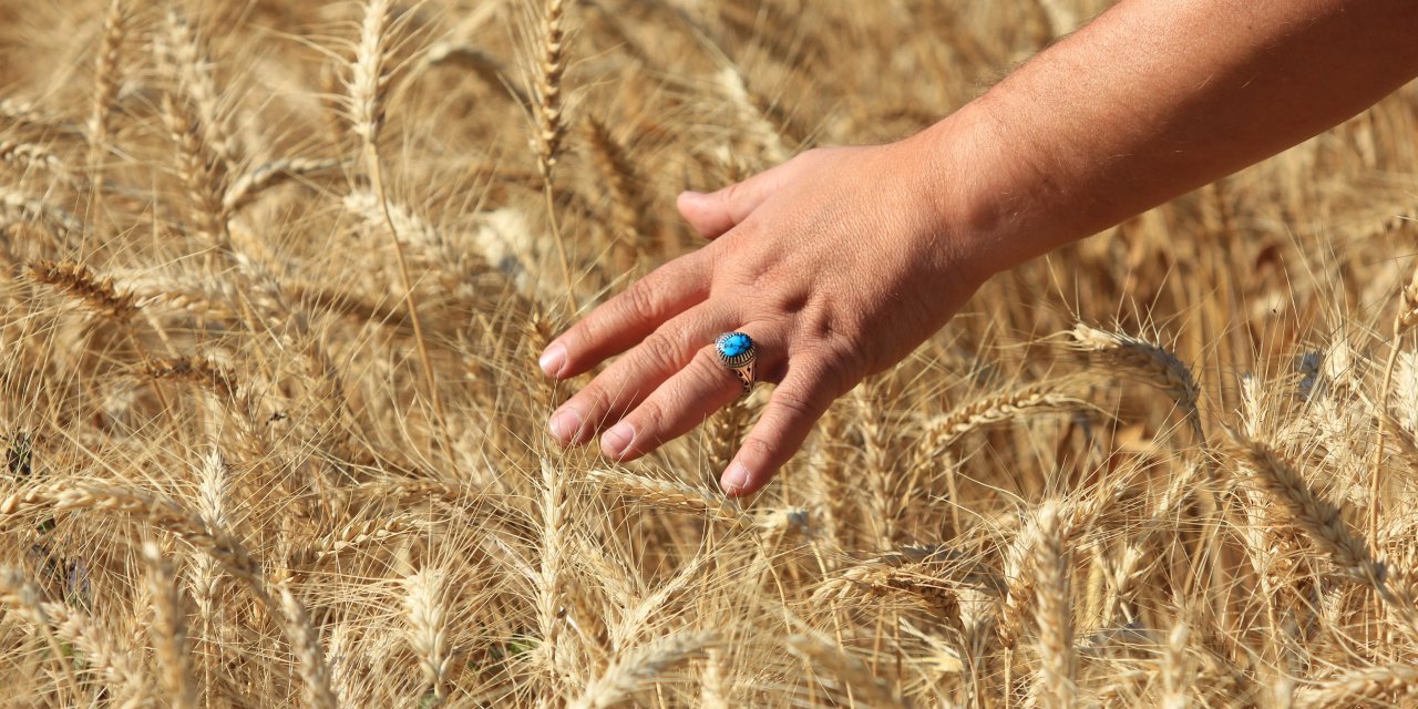 Makarnalık buğdayın fiyatı arttı ekmeklik aynı kaldı