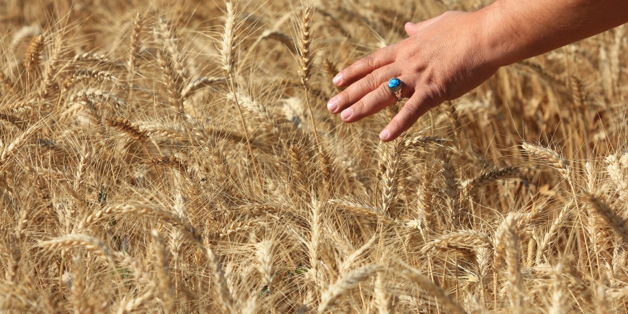 Buğday üretimi 16,3 milyon ton olarak bekleniyor