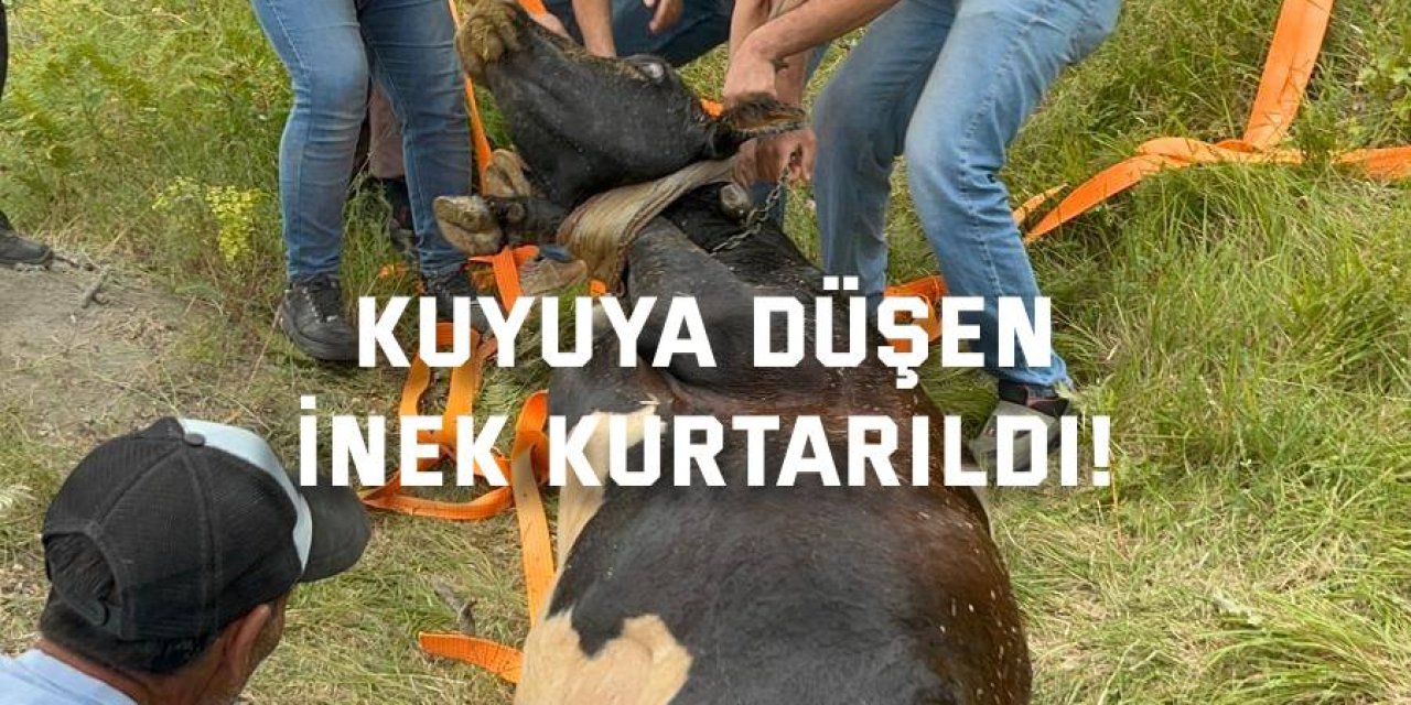 Kuyuya düşen inek kurtarıldı!