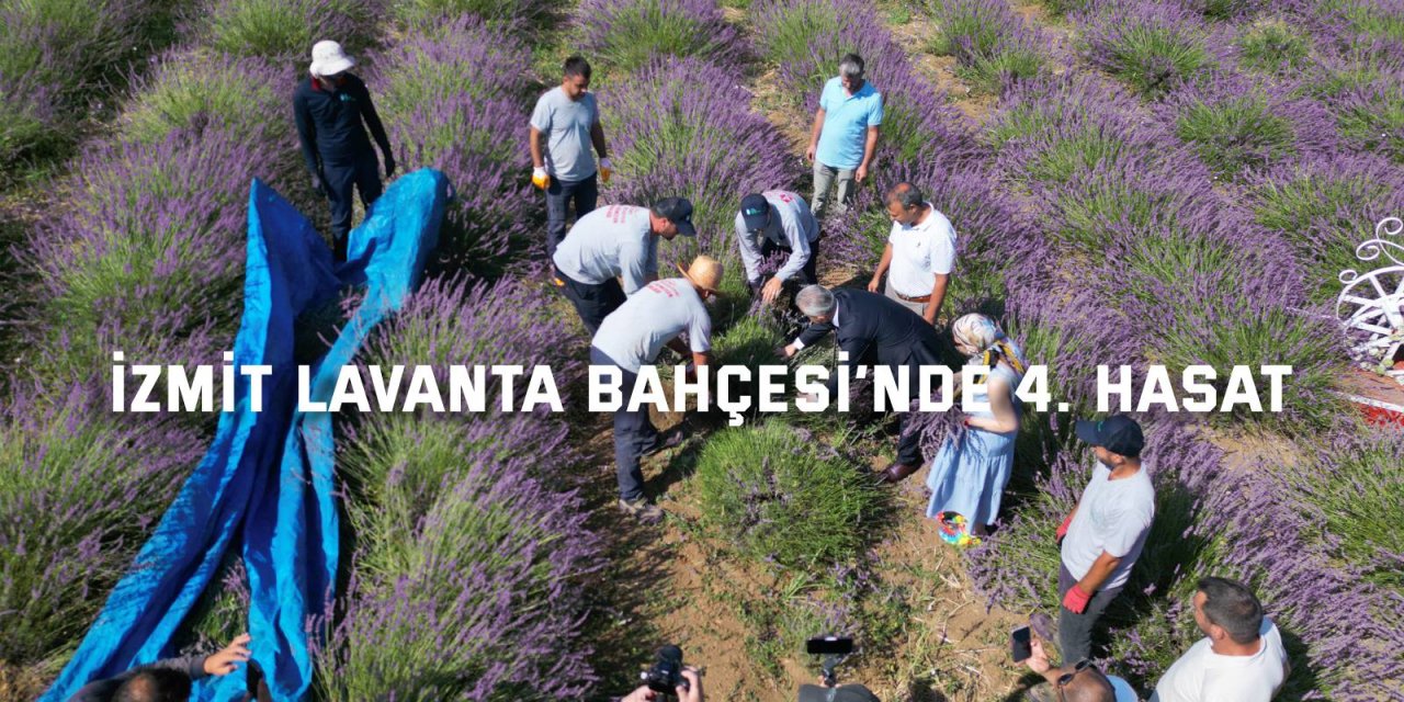 İzmit Lavanta Bahçesi’nde 4. Hasat