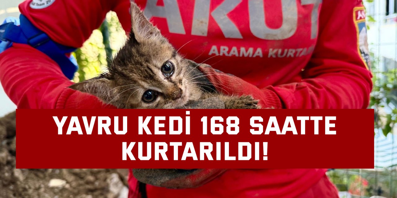 Yavru Kedi 168 saatte kurtarıldı!