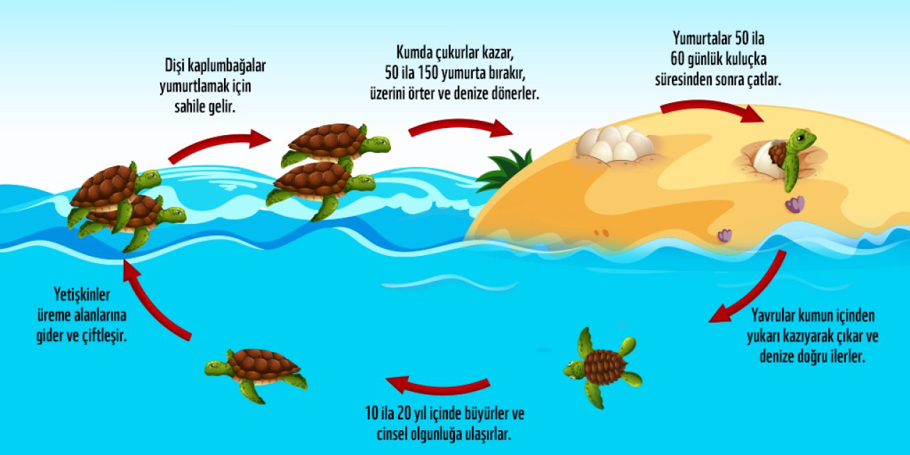 Deniz Kaplumbağası Koruma Çalışmaları, İkinci Nesil Annelerle Taçlandı