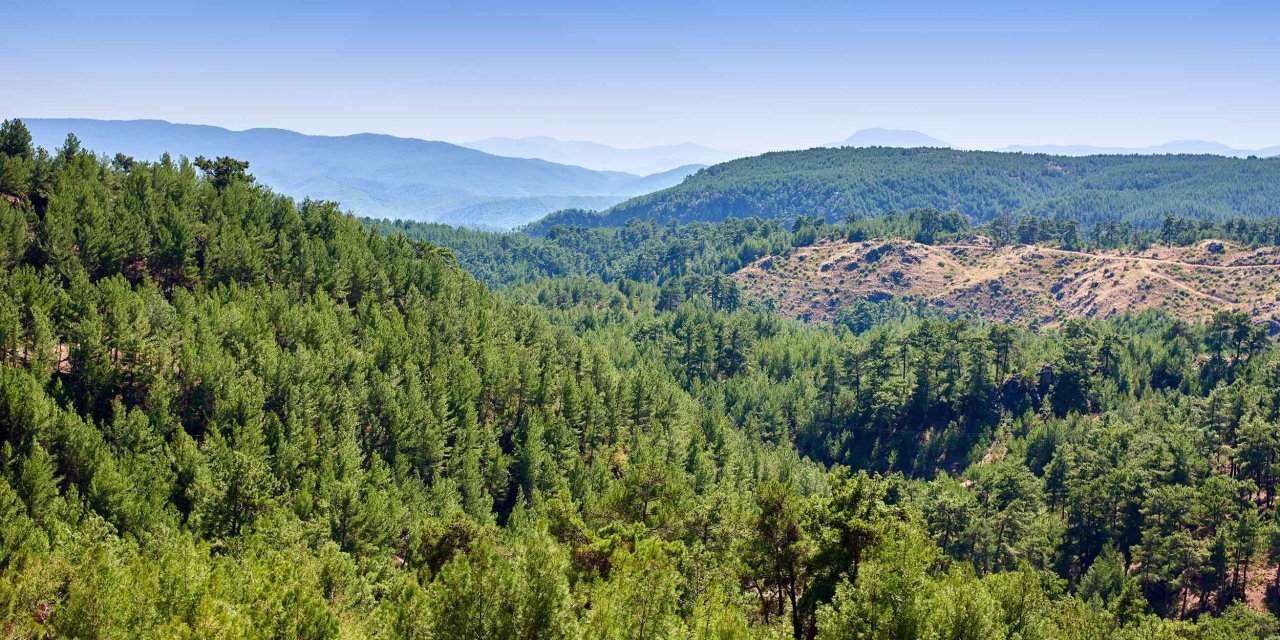 ALJ Türkiye’den 1.4 milyon fidan  ile başlayan ağaç seferberliği