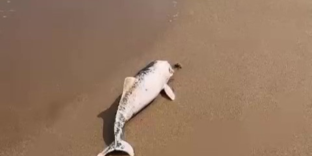 Ölü yunus yavrusu karaya vurdu