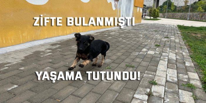 Zifte bulanmıştı,  yaşama tutundu!