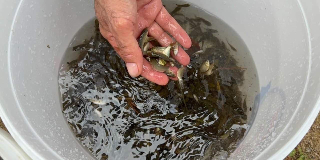 Göletlere 3,7 milyon yerli  üretim sazan yavrusu bırakıldı