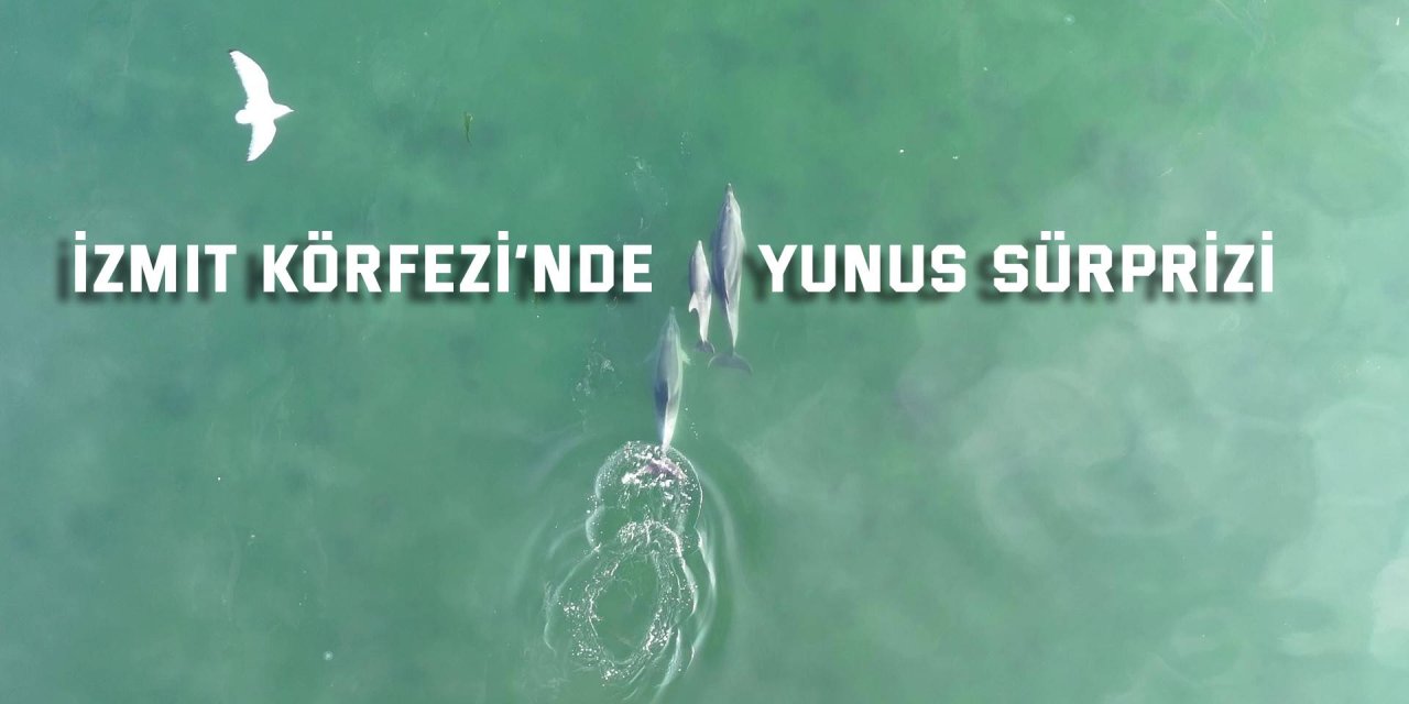 İzmit Körfezi’nde yunus sürprizi