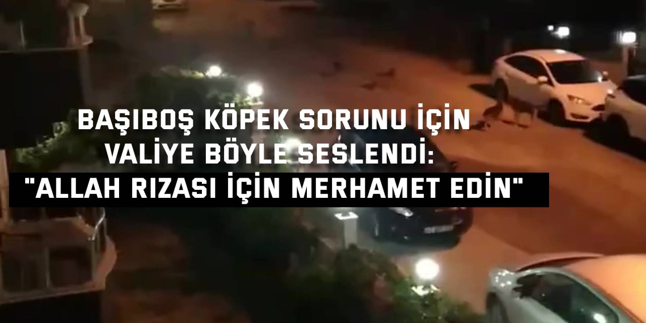 Başıboş Köpek Sorunu İçin Valiye Böyle Seslendi: "Allah Rızası İçin Merhamet Edin"