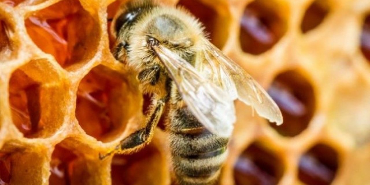 Pestisitler, arı nüfusunu da tehdit ediyor!