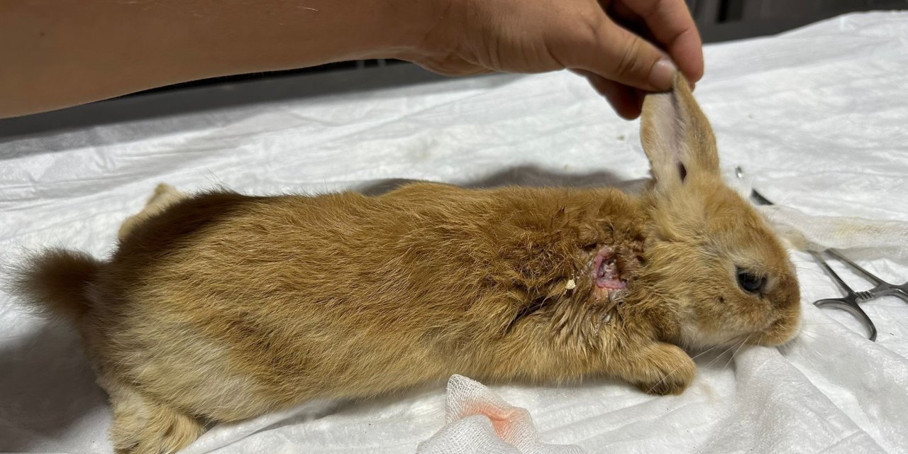 Yaralı halde bulunan  tavşan tedavi altına alındı