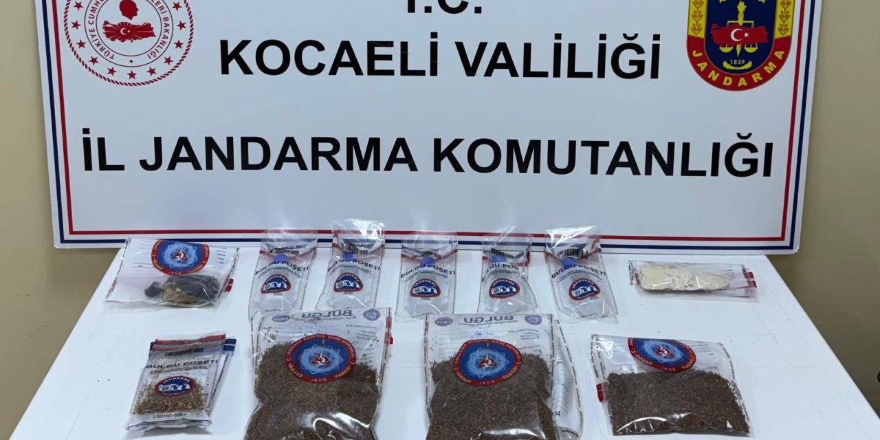 Kocaeli’de bonzai operasyonu: 2 tutuklama