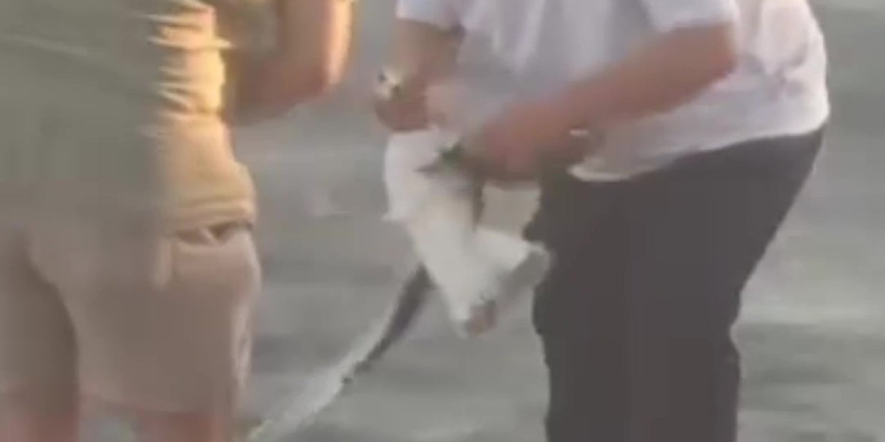 Oltaya balık yerine martı takıldı