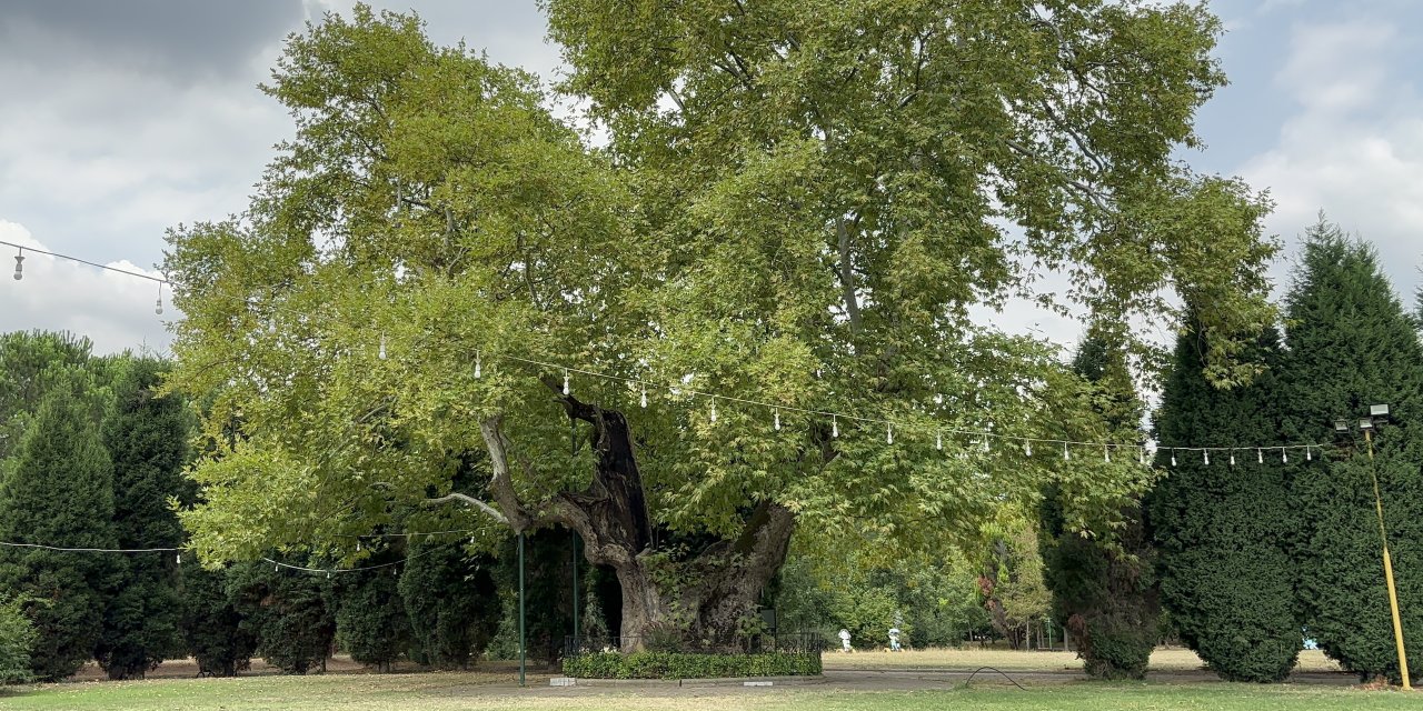 930 yıllık çınar asırlara meydan okuyor