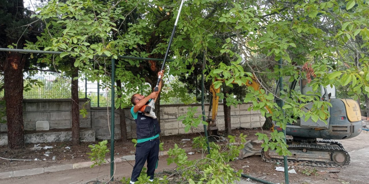 Budanan ağaçlar dar gelirli  ailelere yakacak oluyor