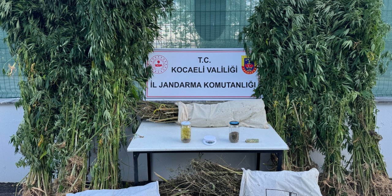 İzmit’te uyuşturucu tarlasına baskın! 12 kilo esrar, 583 kök kenevir ele geçirildi