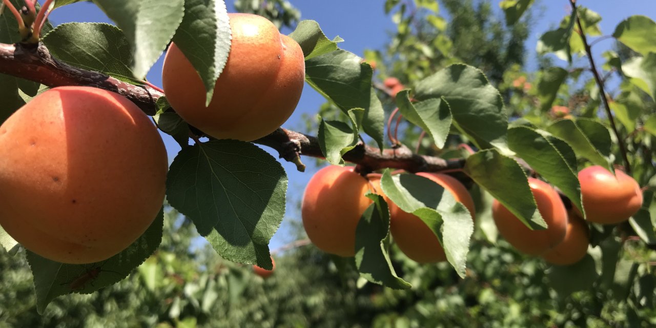 Meyve sebze ihracatçısı ürün  eksikliği ve dövizle boğuşuyor