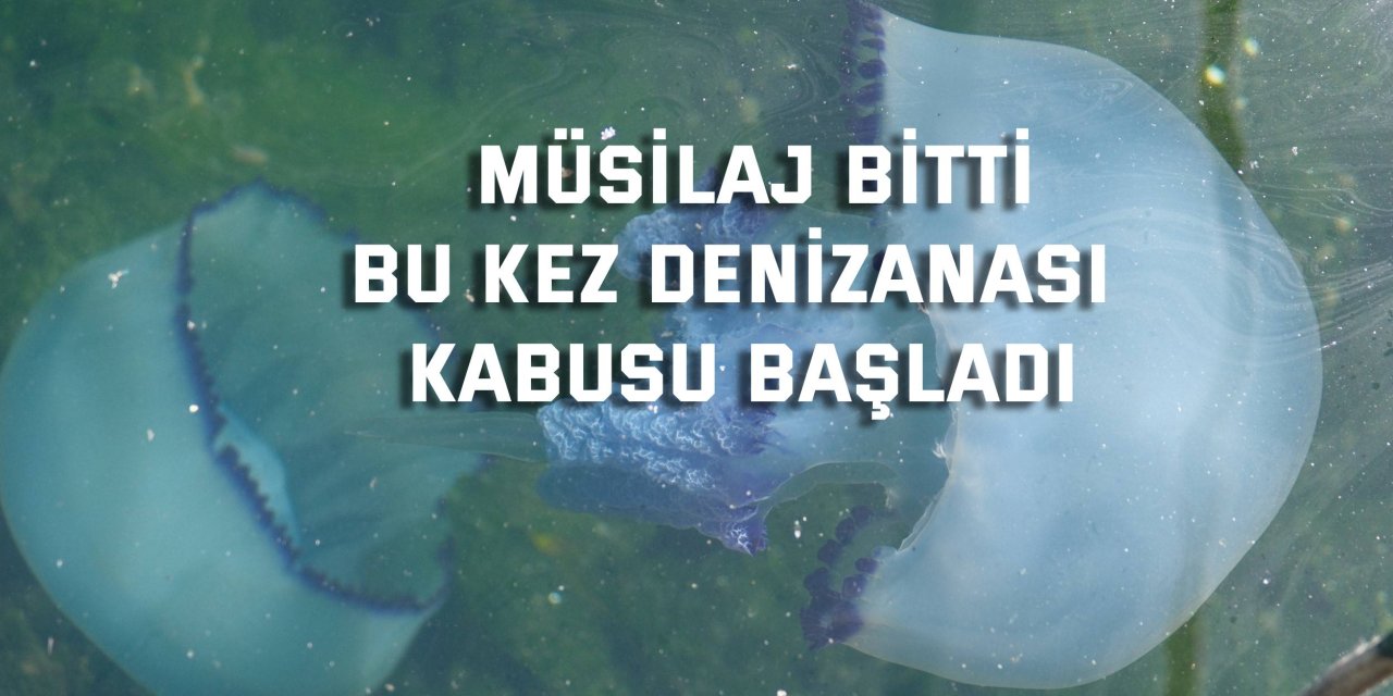 Müsilaj bitti bu kez denizanası kabusu başladı