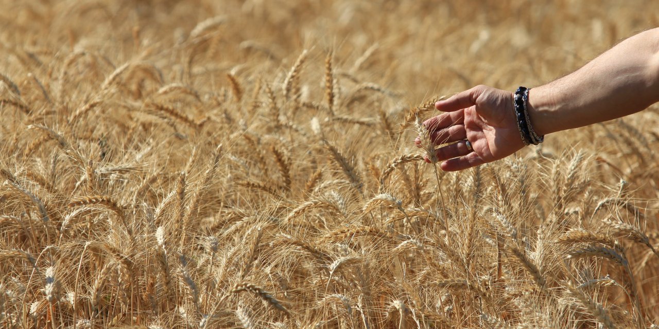 Dünya tahıl üretim tahminlerinde keskin artış