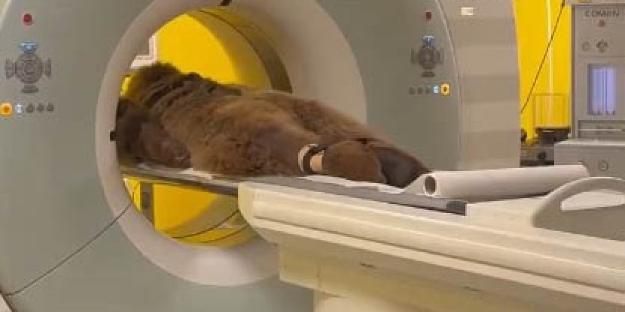 Rahatsızlanan ayının MR'ı çekildi!