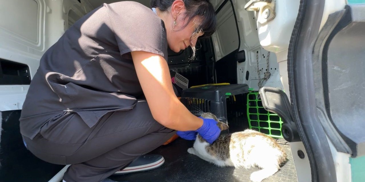 Ağaçta 3 gündür mahsur kalan kedi kurtarıldı