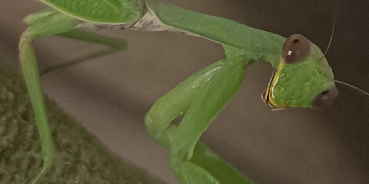 Çiftçi dostu: Peygamberdevesi