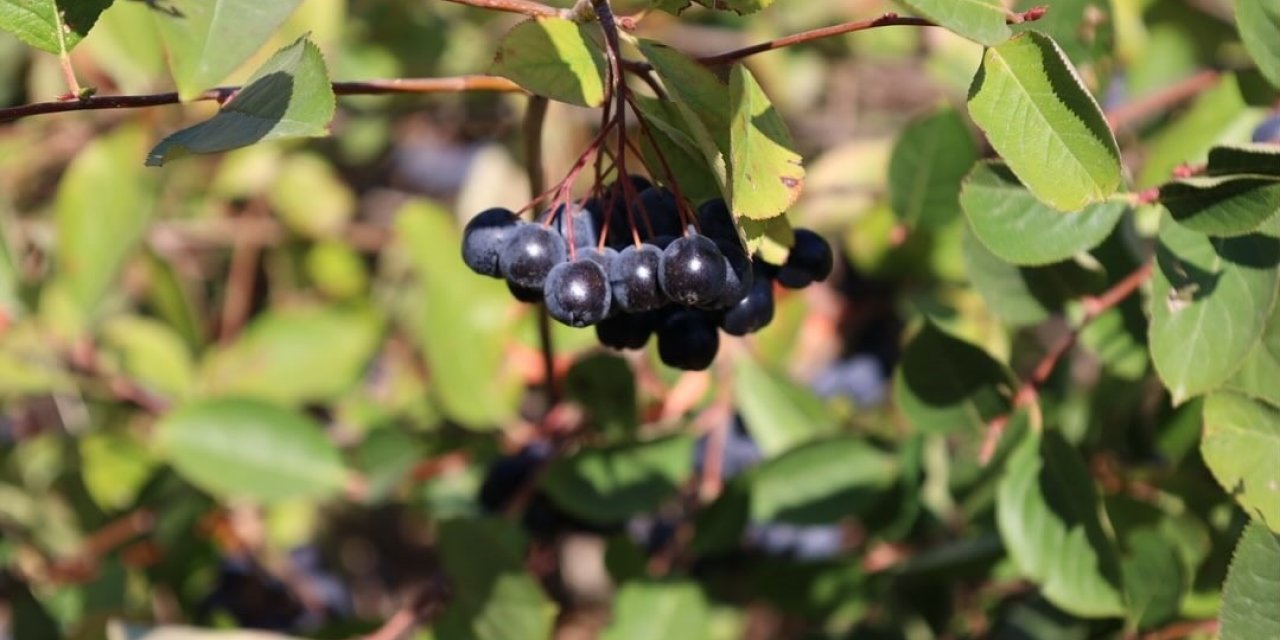 ‘’Tarım ve gıda üretimi 74,5 milyar dolara yükseldi’’