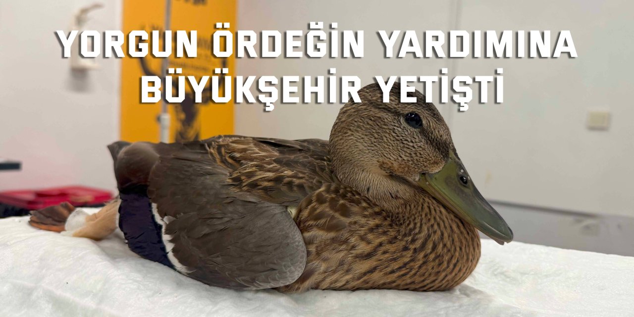 Yorgun ördeğin yardımına Büyükşehir yetişti