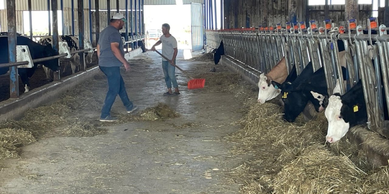Süt üreticilerinden &#039;yem dayatması&#039;na tepki