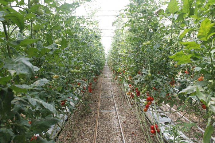 Büyükşehir’den 41 çiftçiye, 41 anahtar teslim sera