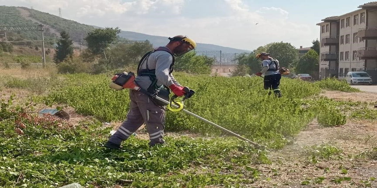 Budanan ot ve ağaç dalları  mantar üretiminde kullanılıyor
