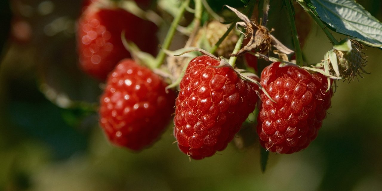 Türkiye'nin ihtiyacını bu iki ilçe üretiyor
