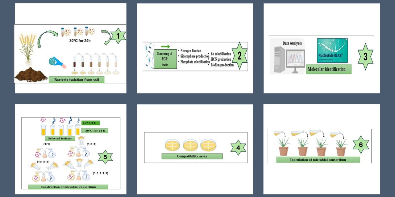 Doğal Mikroorganizmalarla Daha Güçlü Buğdaylar
