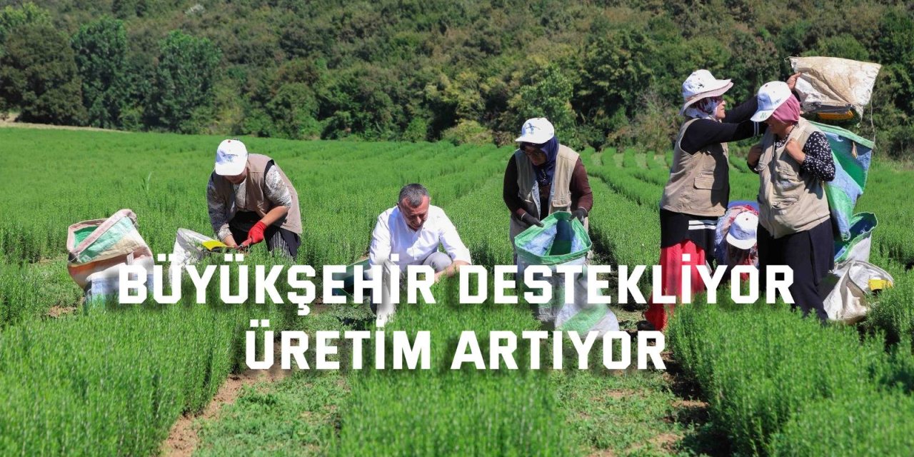 Büyükşehir destekliyor, üretim artıyor