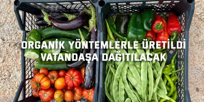 Organik yöntemlerle üretildi, vatandaşa dağıtılacak
